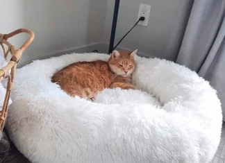 Cloud 7 Cat Bed