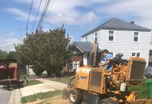 Ensure Your Trees are Strong and Healthy with Regular Tree Pruning and Trimming