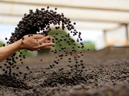 sustainably grown coffee