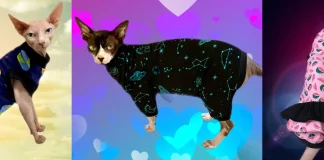 hairless cat clothes