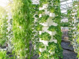 Hydroponics farming