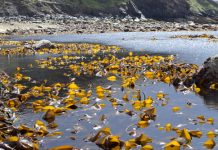 coastal foraging